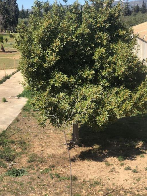 Casa Laurel Διαμέρισμα Camarles Εξωτερικό φωτογραφία